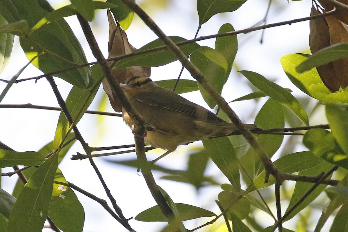 Worm-eating Warbler - ML219933301