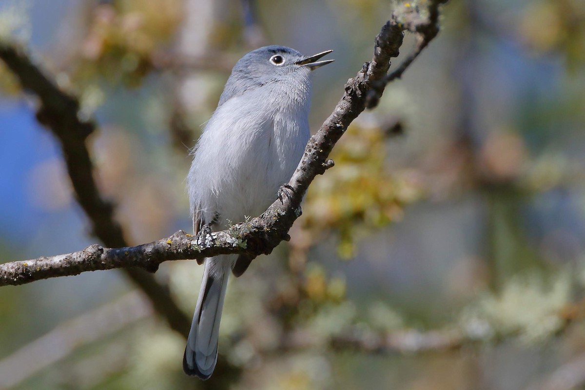 Blue-gray Gnatcatcher - ML219933801