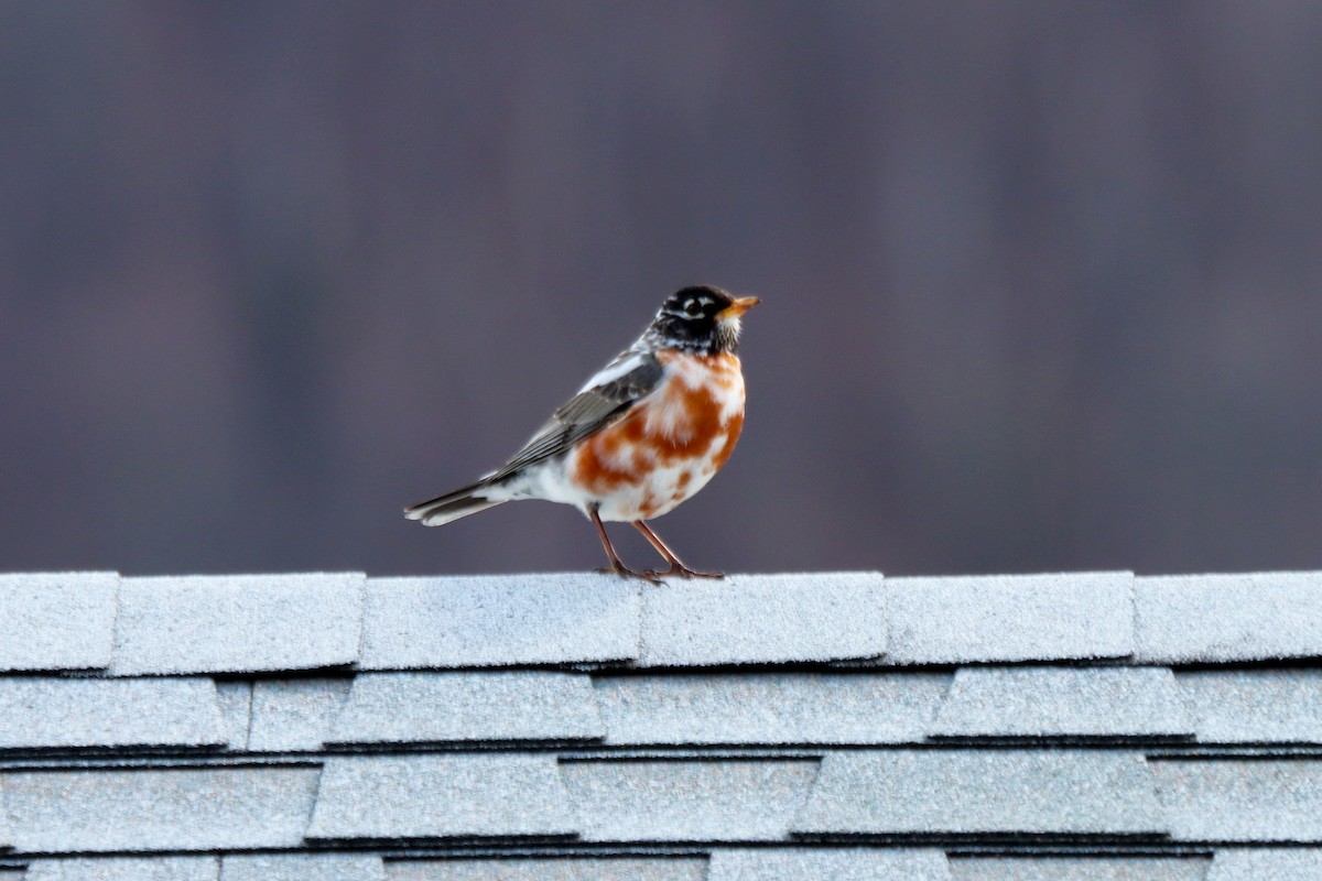 American Robin - ML219934581