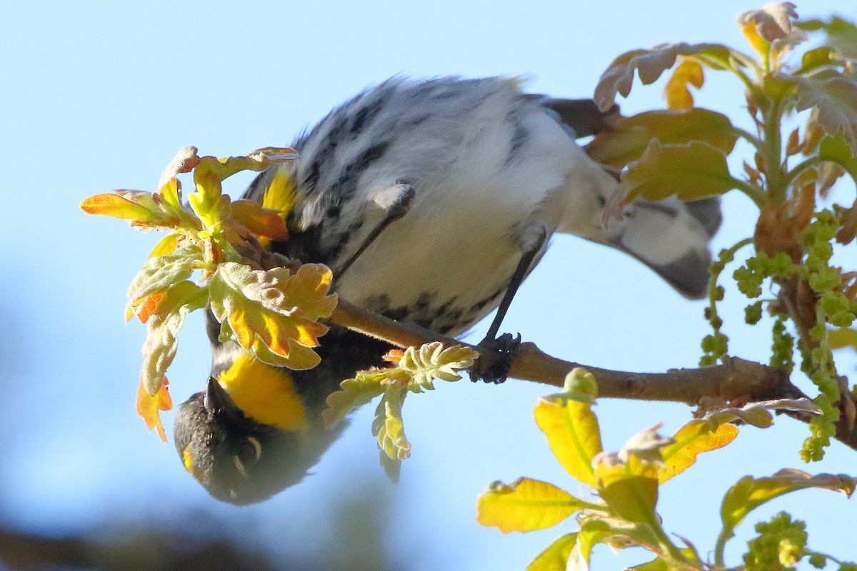 Yellow-rumped Warbler (Audubon's) - Keith Leland