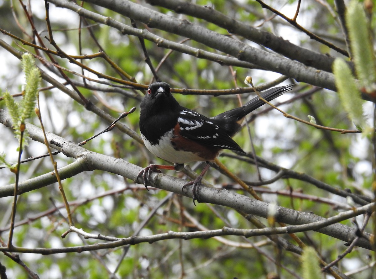 Spotted Towhee - ML219939931