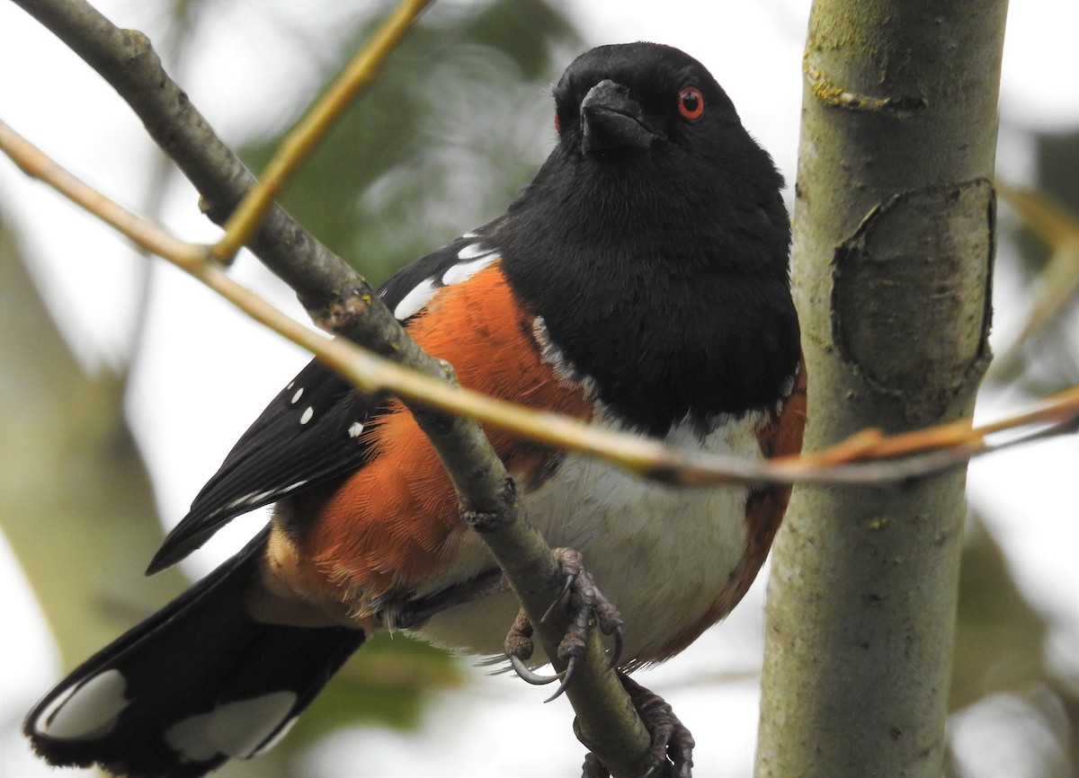Spotted Towhee - ML219939941
