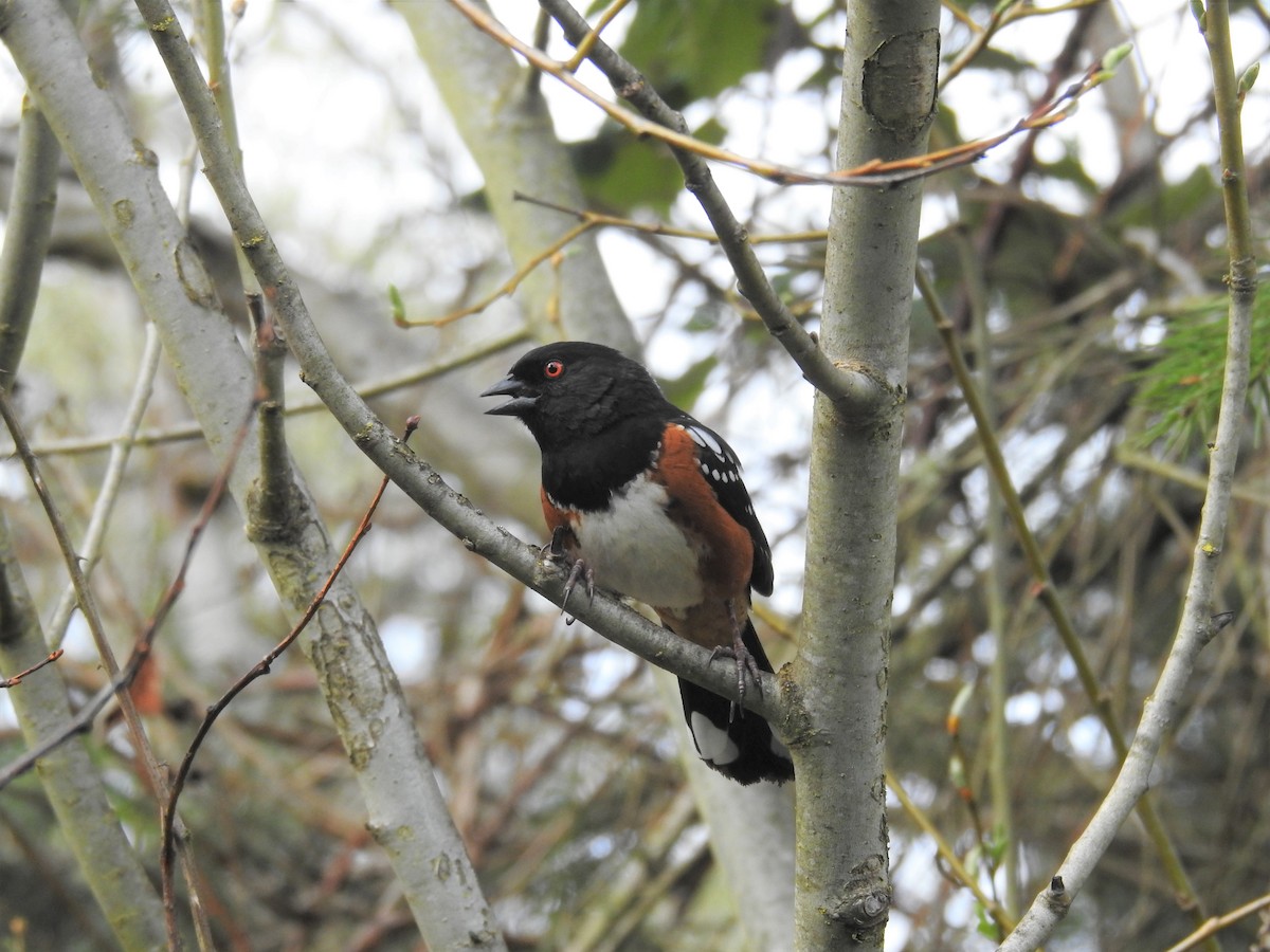 Spotted Towhee - ML219939961