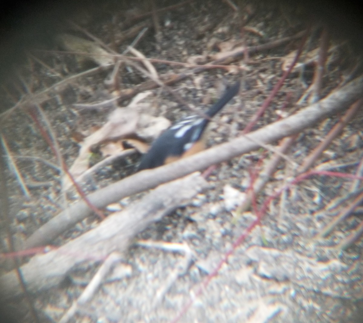 Eastern Towhee - ML219940241