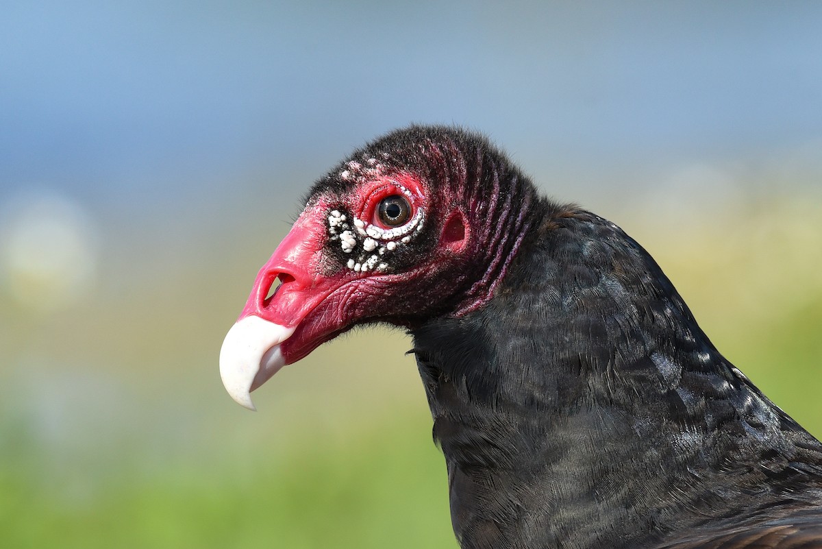 Turkey Vulture - ML219940511