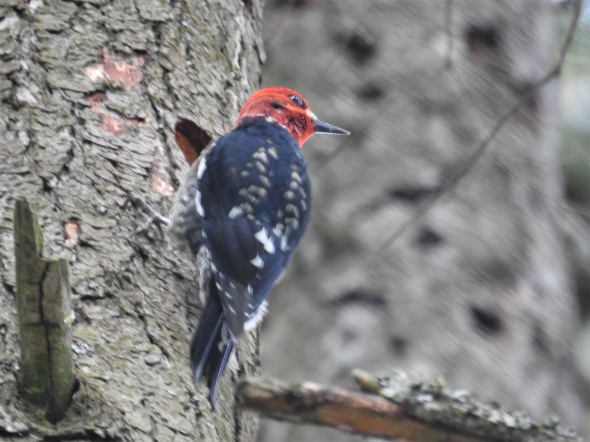 Red-breasted Sapsucker - ML219941051