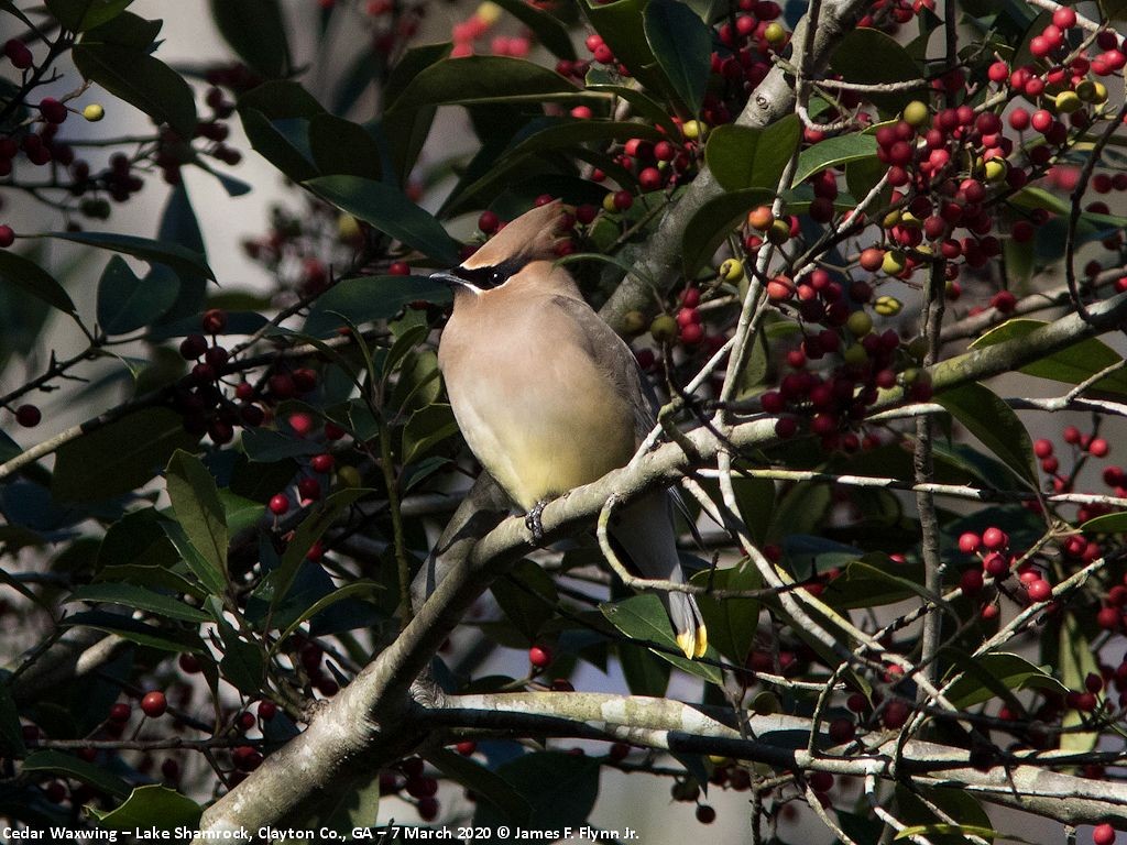 Cedar Waxwing - ML219941131