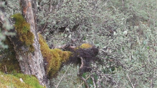 マミジロエナガカマドドリ - ML219941521