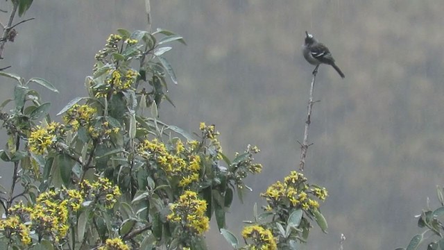 Ash-breasted Tit-Tyrant - ML219942081