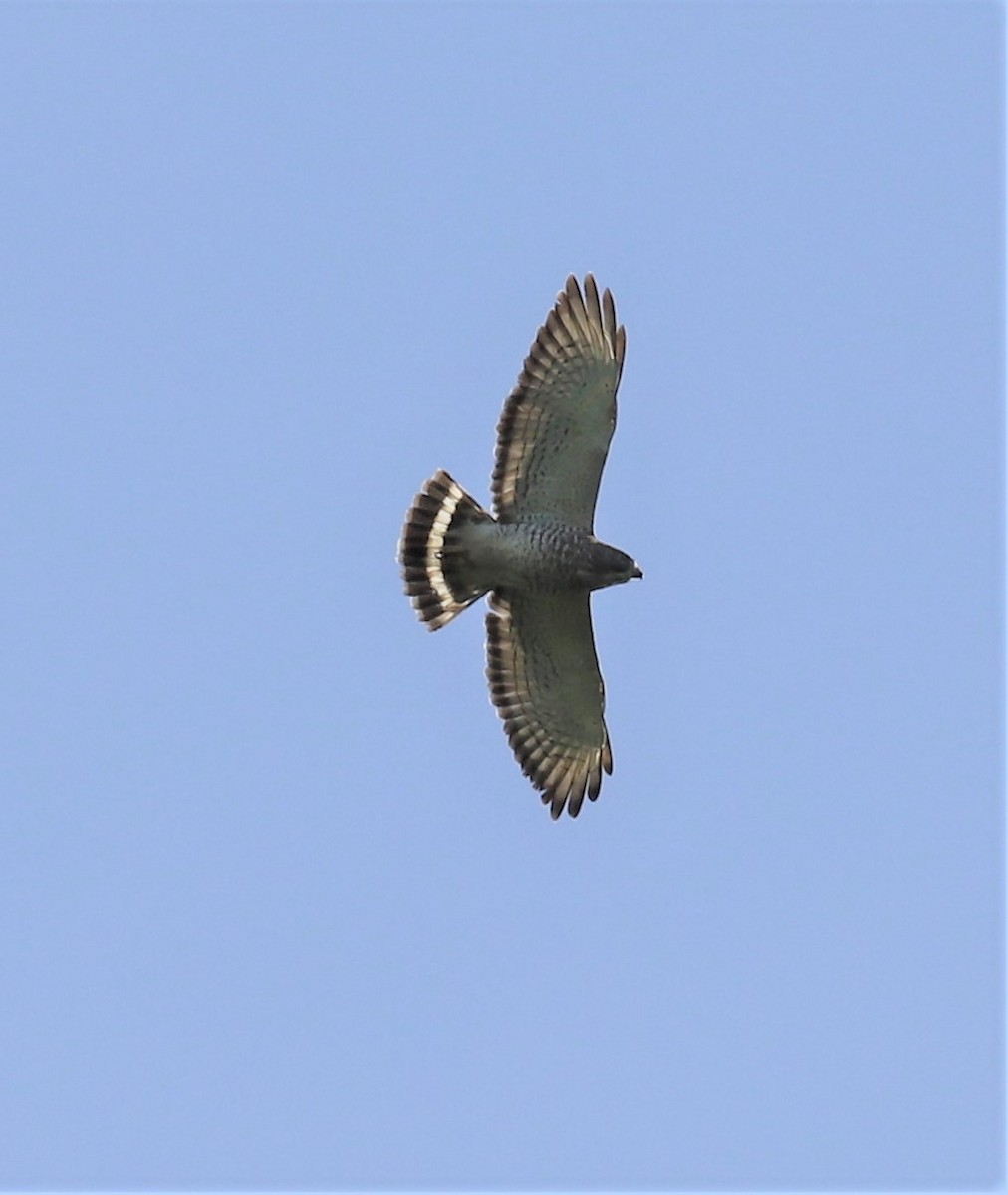 Broad-winged Hawk - ML219942141