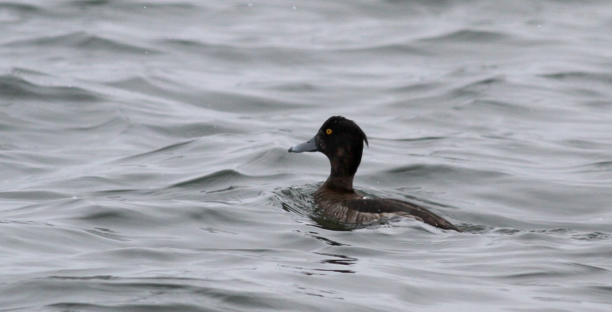 Tufted Duck - ML21994261