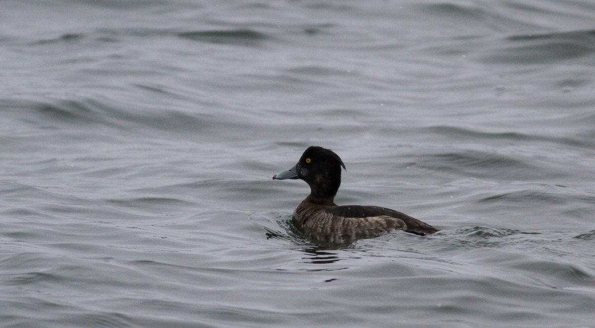Tufted Duck - ML21994271