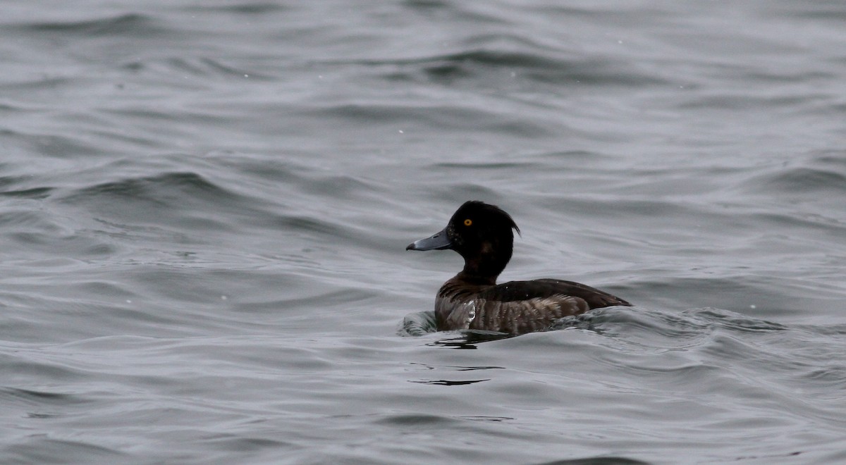 Tufted Duck - ML21994281