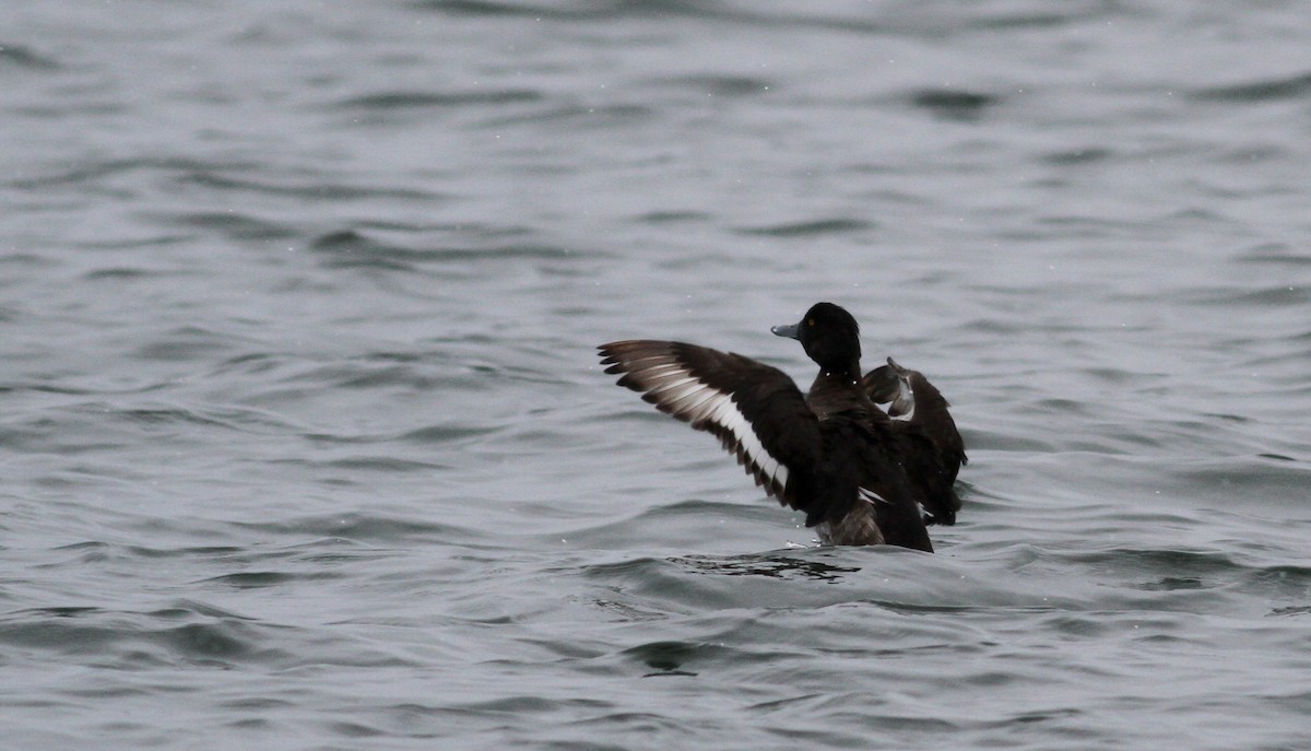 Tufted Duck - ML21994291