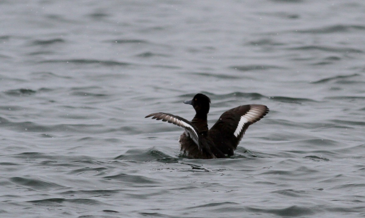 Tufted Duck - ML21994311