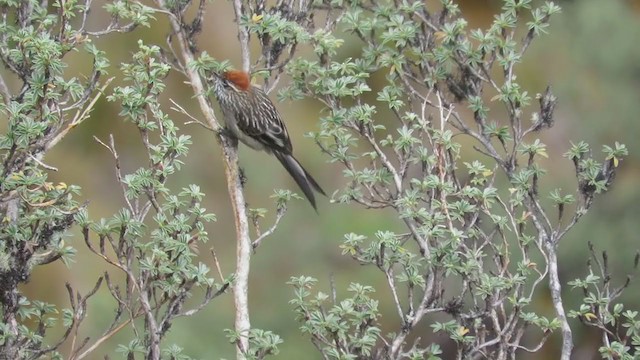 マミジロエナガカマドドリ - ML219944021
