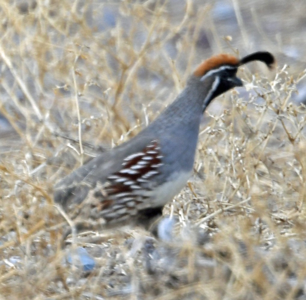 Gambel's Quail - ML219944241