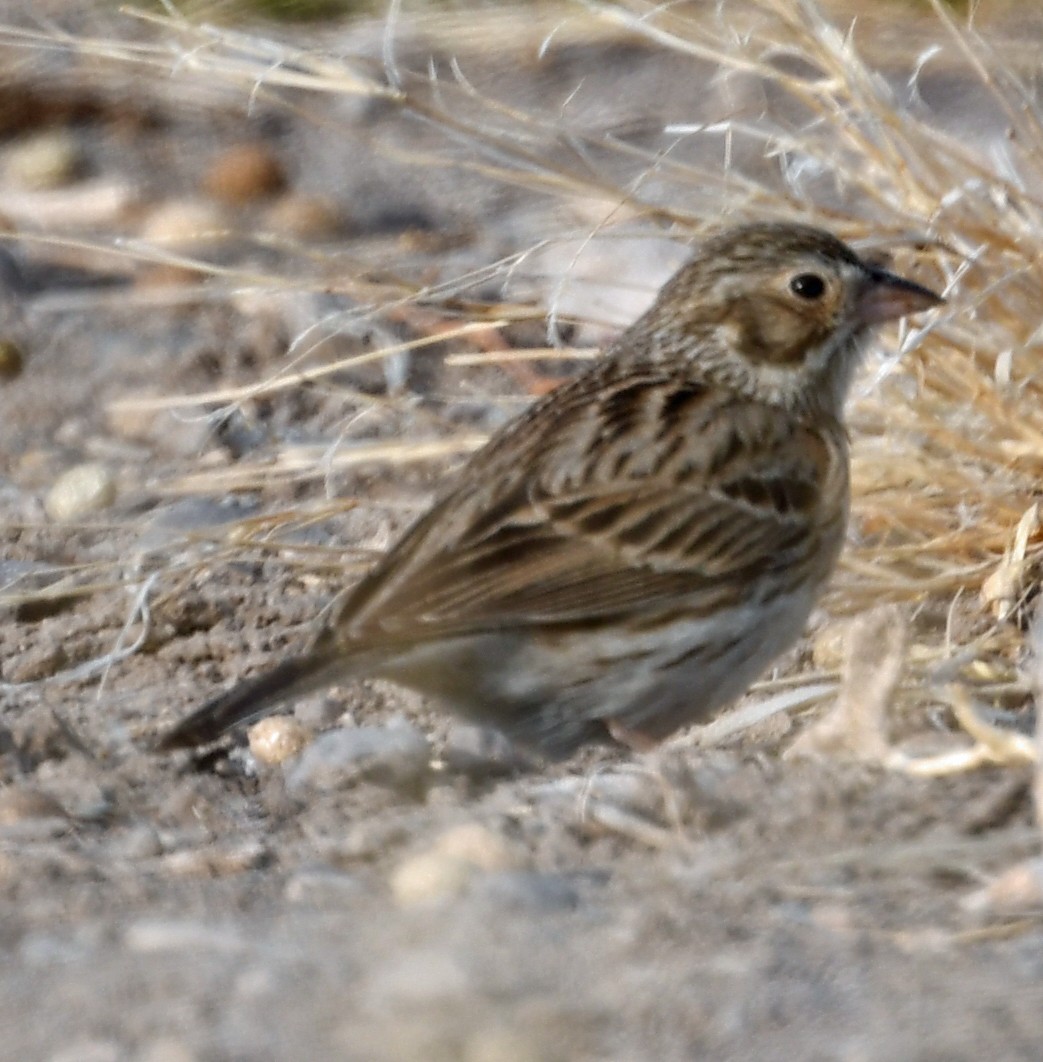 Vesper Sparrow - ML219944901