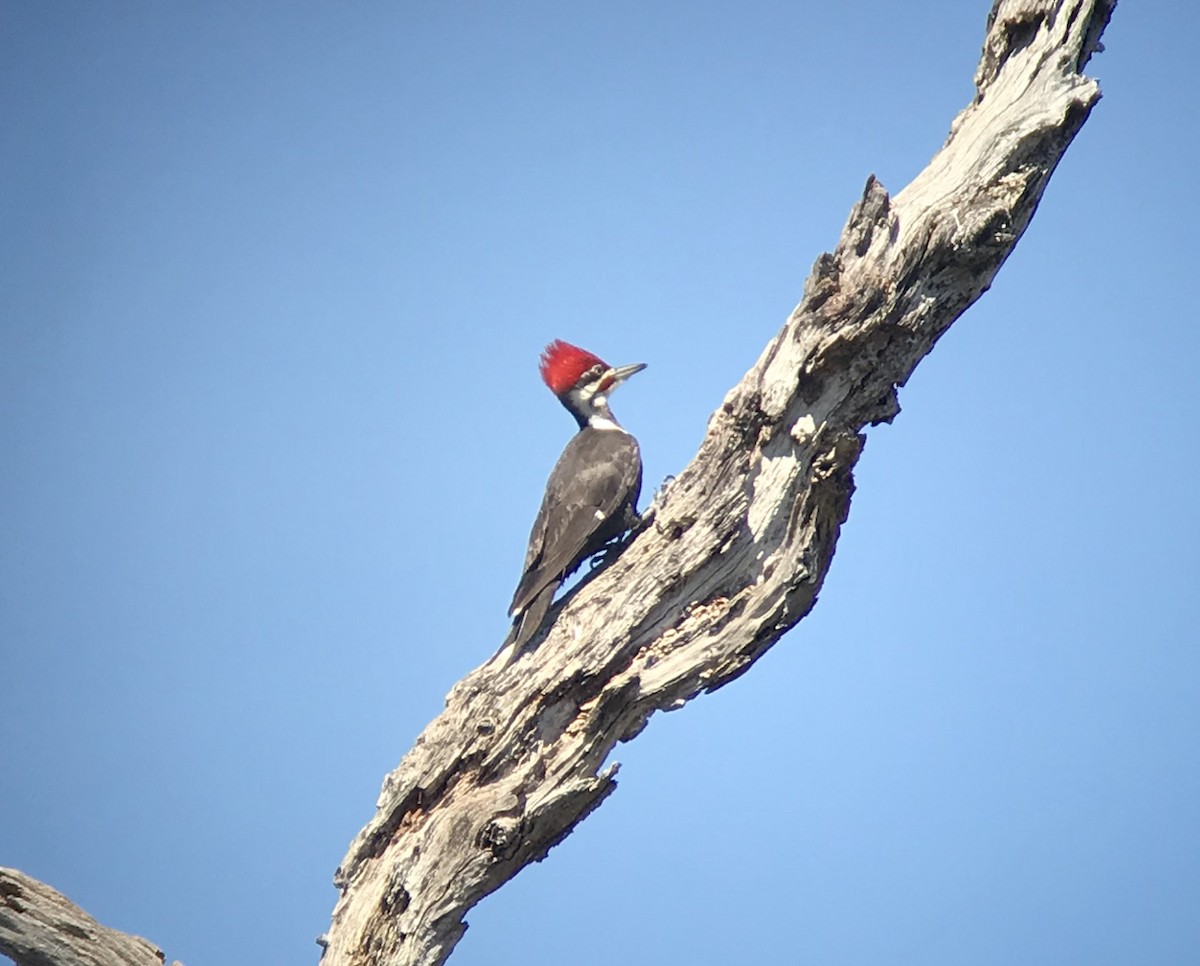 Pileated Woodpecker - ML219945071