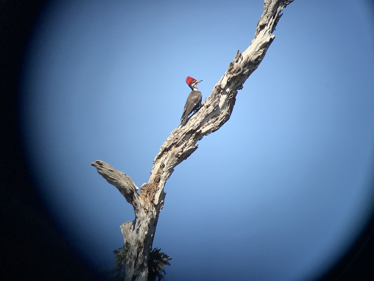 Pileated Woodpecker - Tim Hardin