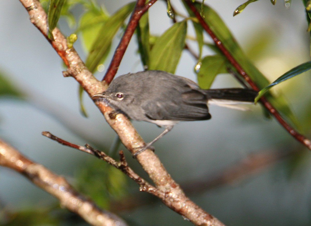 Guianan Gnatcatcher - ML219945121