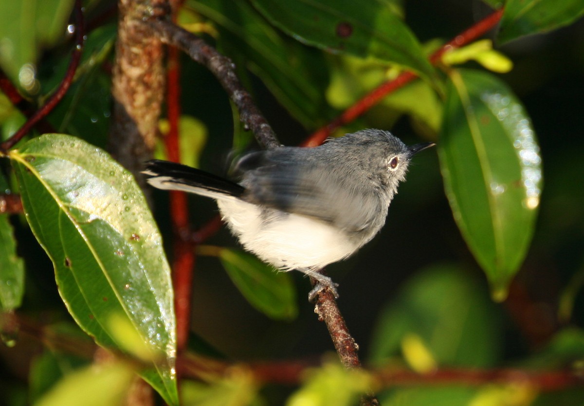 Guianan Gnatcatcher - Joseph Tobias