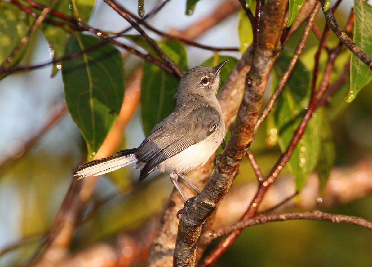 Guianan Gnatcatcher - Joseph Tobias