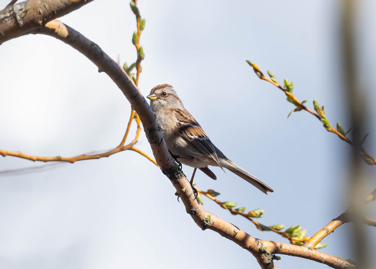 American Tree Sparrow - ML219946661