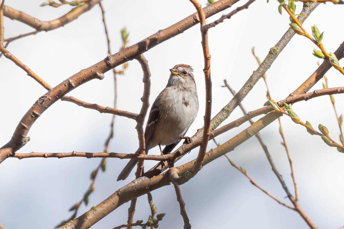 American Tree Sparrow - ML219946681