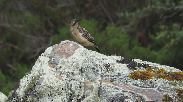 Andean Flicker - ML219947781