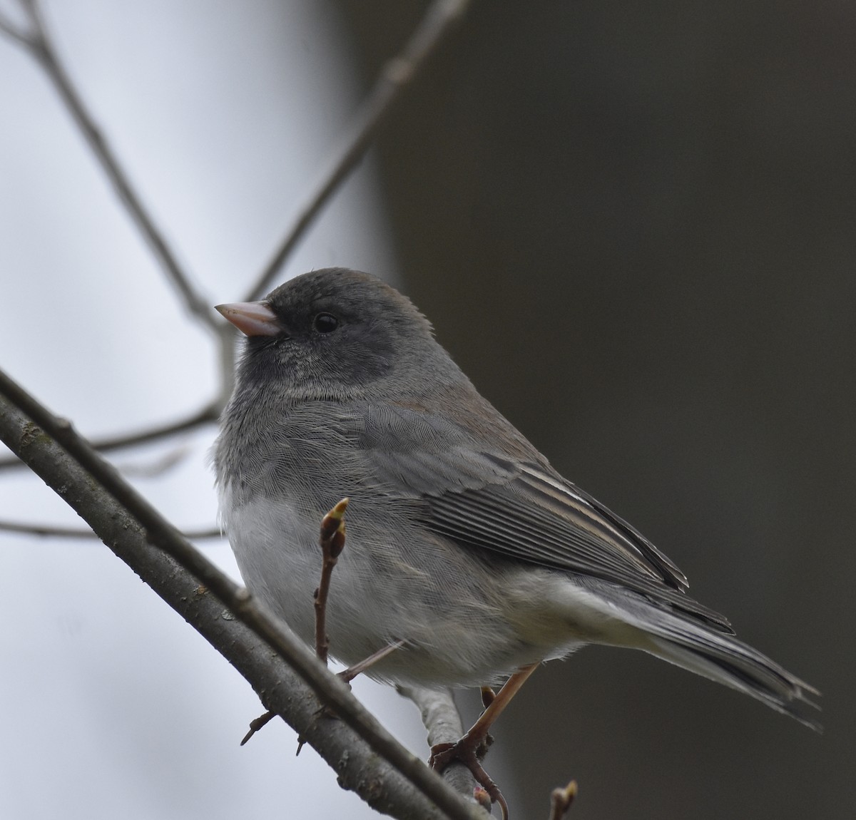 Dark-eyed Junco - ML219951701