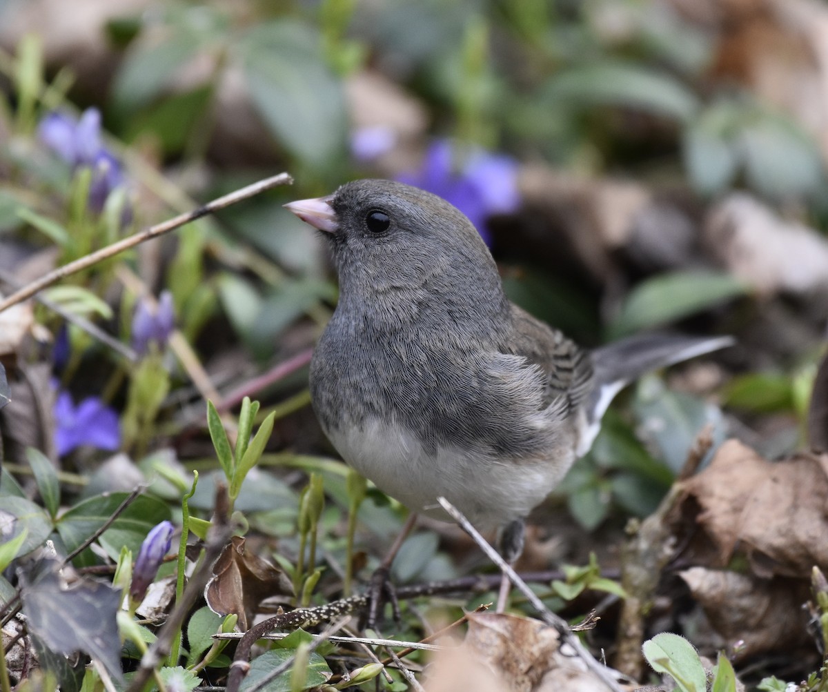 Dark-eyed Junco - ML219952311