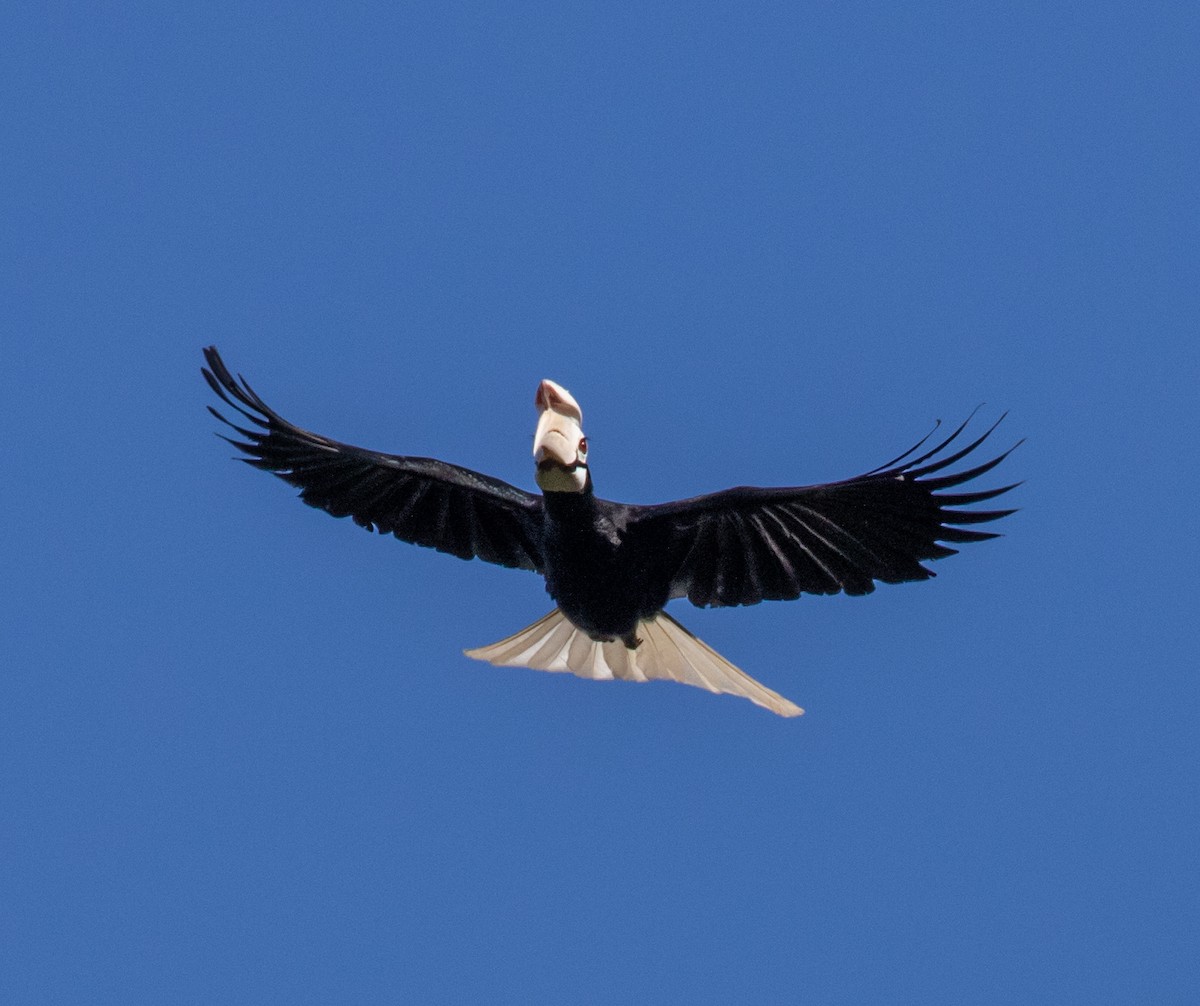 Palawan Hornbill - ML219954601