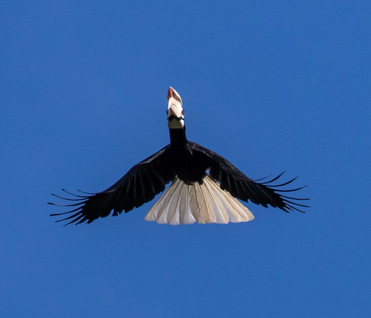 Palawan Hornbill - Ron Hoff Dollyann Myers