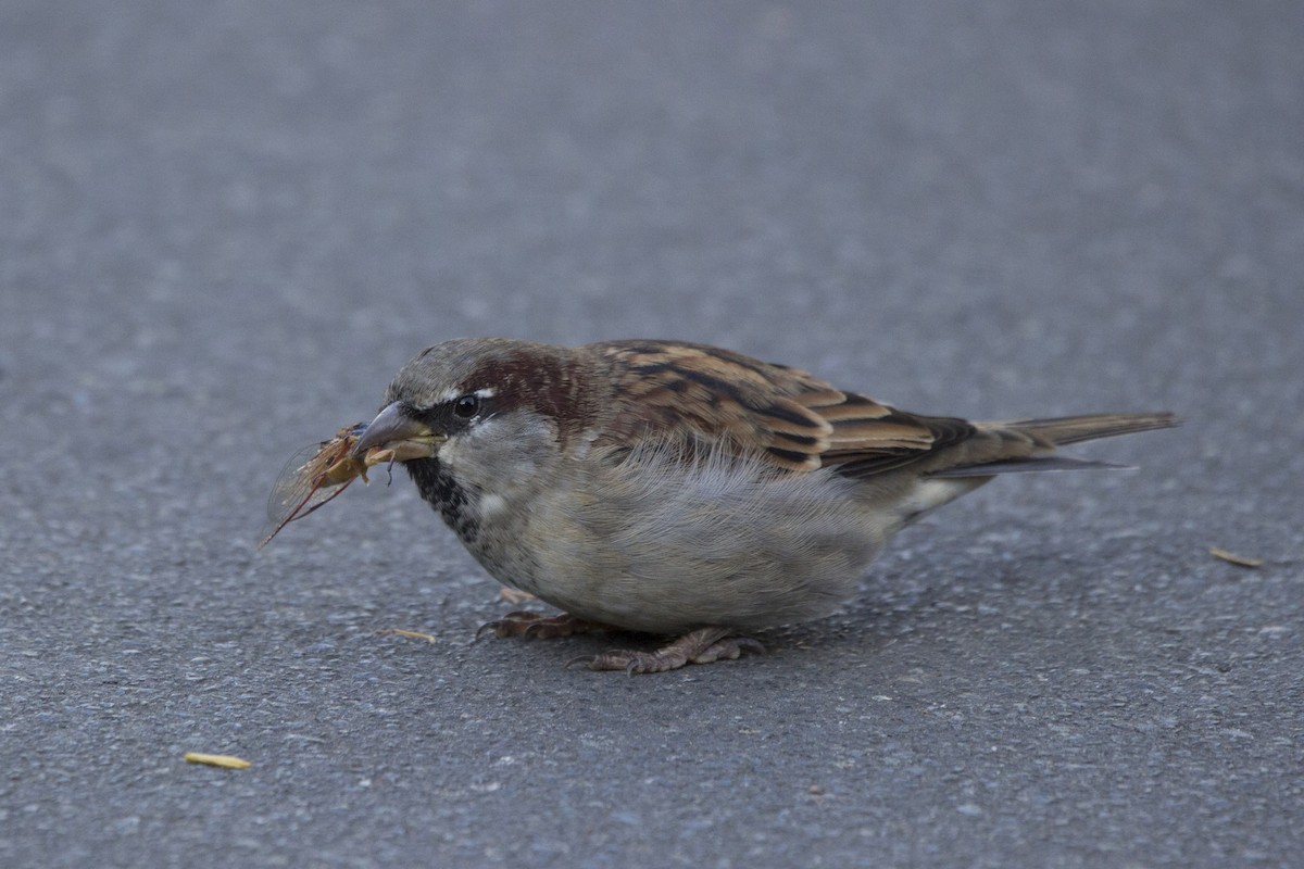 House Sparrow - ML219954781