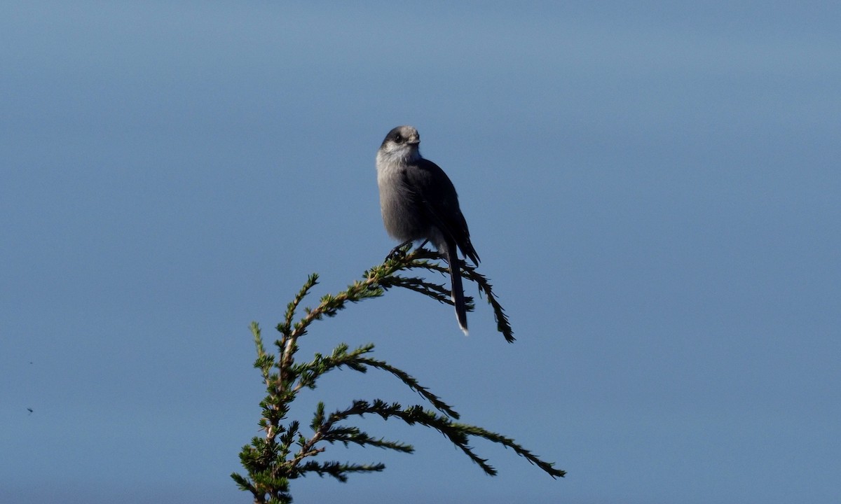 Canada Jay - ML219958021