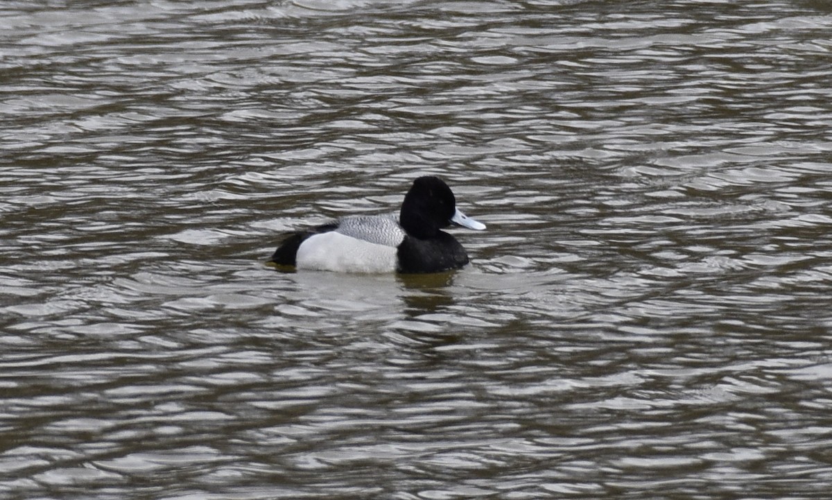 Lesser Scaup - Joe Gyekis