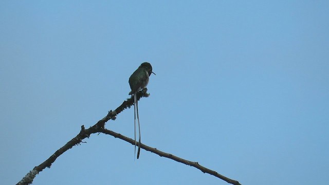 Peruvian Sheartail - ML219960741