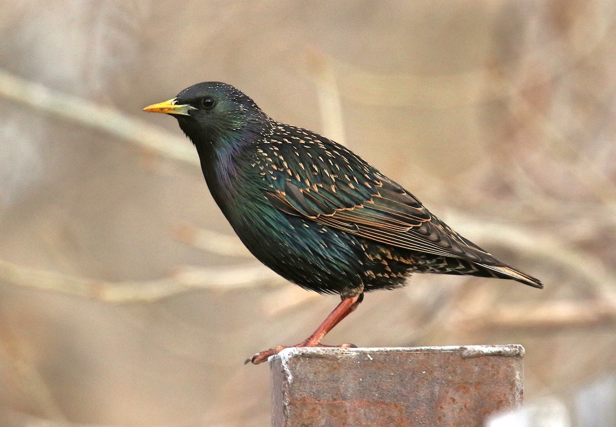 European Starling - Mark  Ludwick