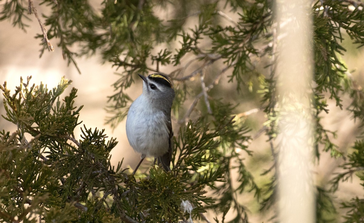 Golden-crowned Kinglet - ML219963311