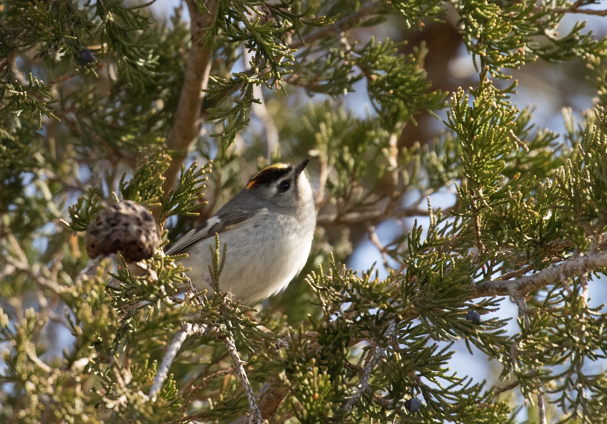 Golden-crowned Kinglet - ML219963351