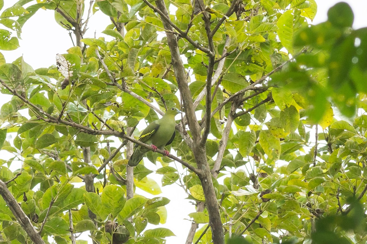 Ashy-headed Green-Pigeon - ML219963371