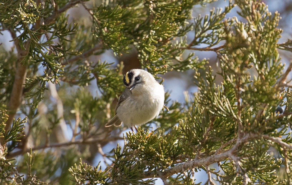 Golden-crowned Kinglet - ML219963381