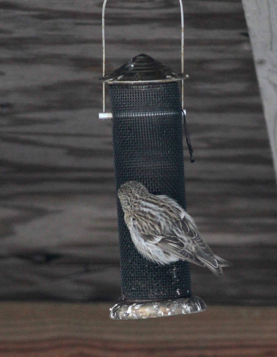 Common Redpoll (rostrata/islandica) - ML21996481