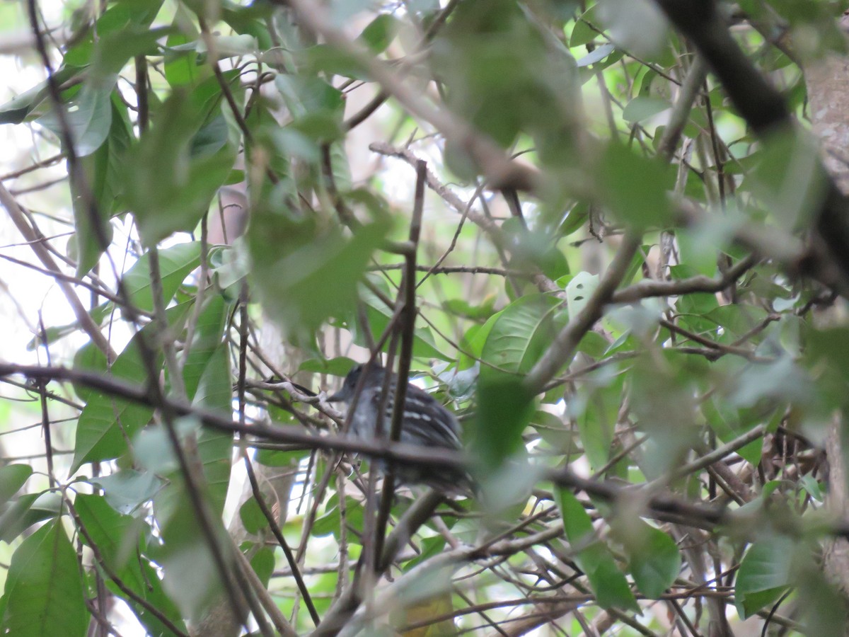 Northern Slaty-Antshrike (Peruvian) - ML219965011