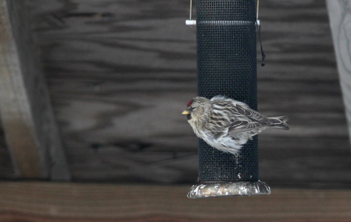 Common Redpoll (rostrata/islandica) - Jay McGowan