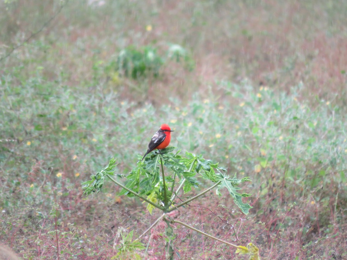 Vermilion Flycatcher - ML219965261