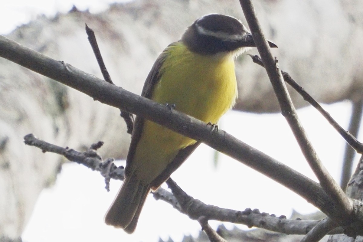 Boat-billed Flycatcher - John Doty