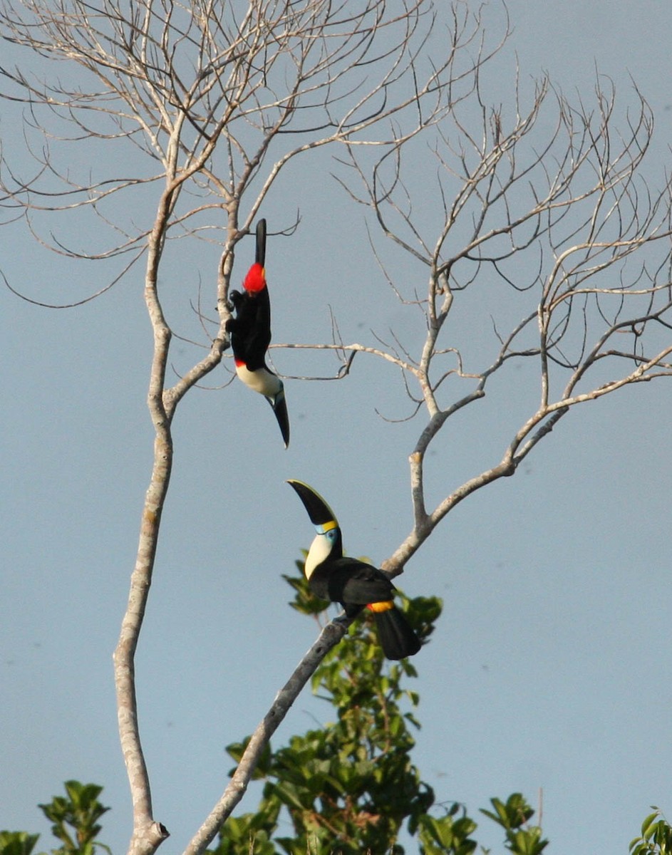 Toucan à bec rouge - ML21996681