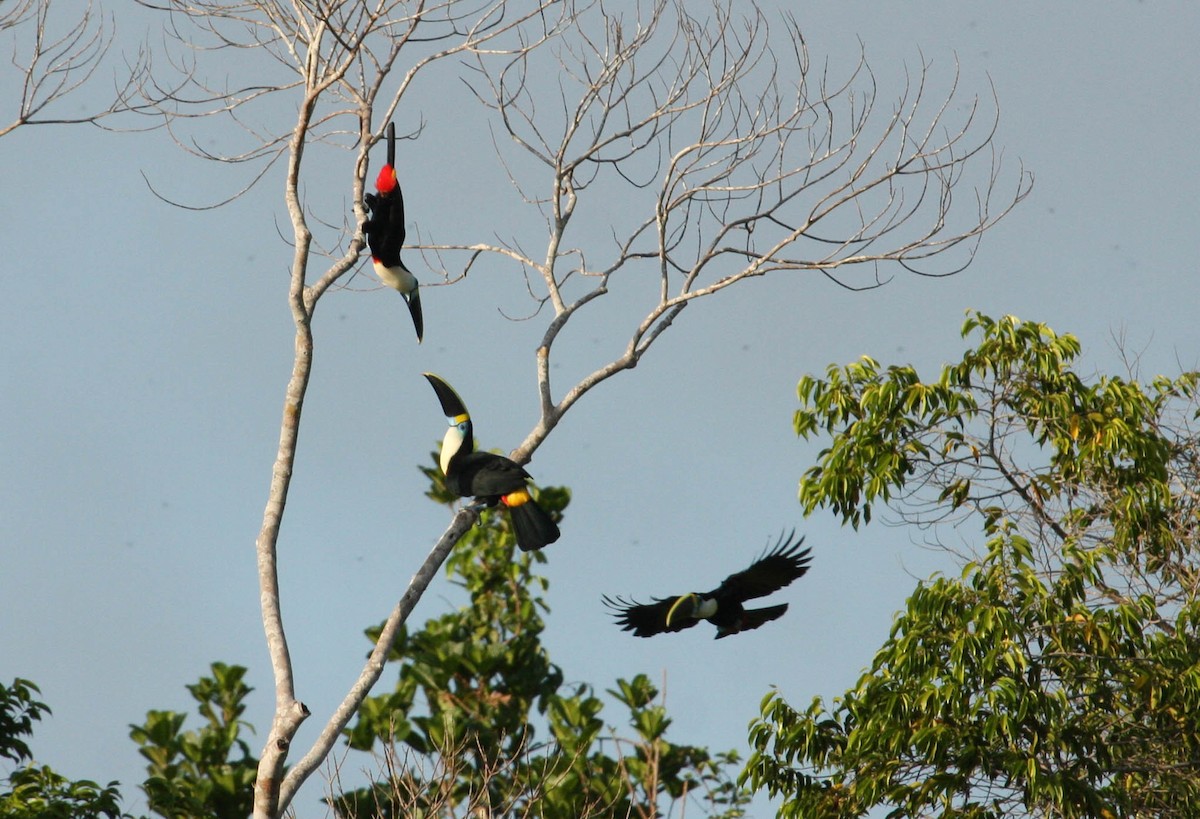 White-throated Toucan - ML21996691